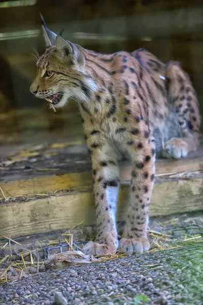 Lynx Una Gabbia Uno Zoo — Foto Stock