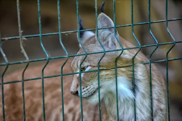 Lynx Cage Zoo — Stock Photo, Image