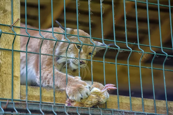 Lince Nella Gabbia Mangia Pollo — Foto Stock