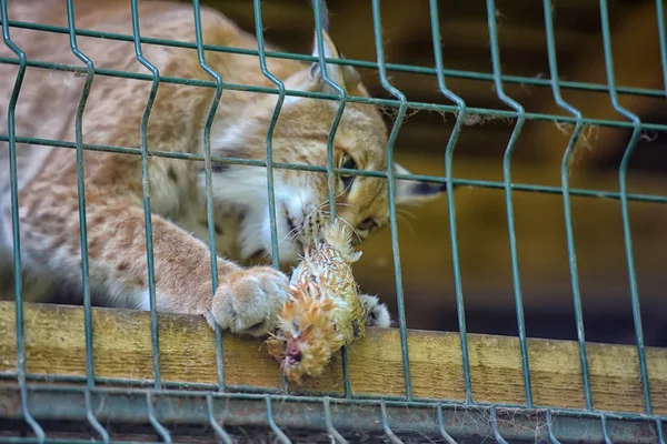 Lince Nella Gabbia Mangia Pollo — Foto Stock