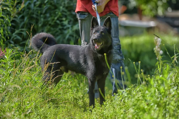 Gelukkige Zwarte Hond Half Breed Van Husky Herdershond Gras Achtergrond — Stockfoto