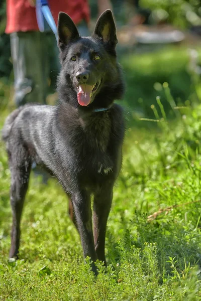 Gelukkige Zwarte Hond Half Breed Van Husky Herdershond Gras Achtergrond — Stockfoto