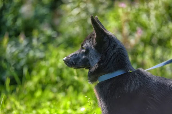 Feliz Perro Negro Mestizo Husky Perro Pastor Fondo Hierba —  Fotos de Stock