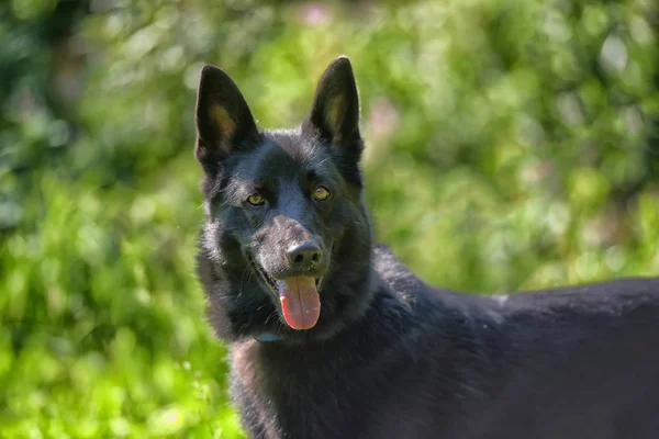 Mutlu Siyah Köpek Melez Dış Yapraklar Çim Zemin Üzerine Çoban — Stok fotoğraf