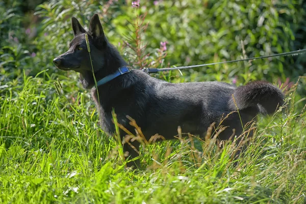 快乐的黑狗半品种的哈士奇和牧羊犬在草地上的背景 — 图库照片