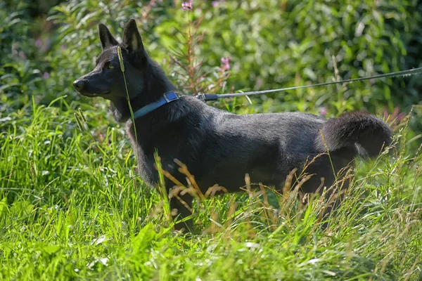 Feliz Cão Preto Mestiço Husky Sheepdog Fundo Grama — Fotografia de Stock