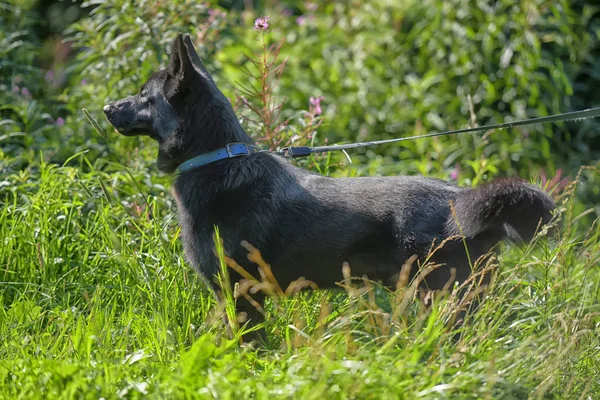 Mutlu Siyah Köpek Melez Dış Yapraklar Çim Zemin Üzerine Çoban — Stok fotoğraf