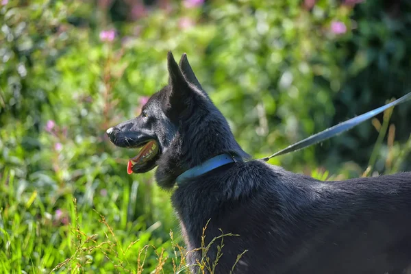 Счастливая Черная Собака Полупороды Хаски Овчарка Травяном Фоне — стоковое фото