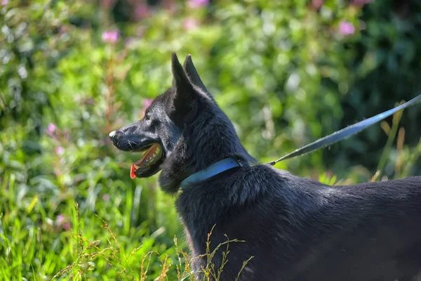 Szczęśliwy Czarny Pies Rasy Husky Owczarek Tle Trawy — Zdjęcie stockowe