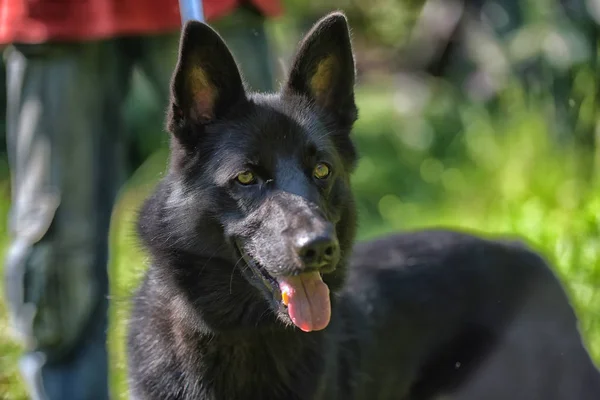 Boldog Fekete Kutya Félvér Husky Juhászkutya Háttér — Stock Fotó