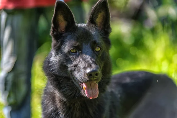 Felice Cane Nero Mezzosangue Husky Cane Pastore Sfondo Erba — Foto Stock