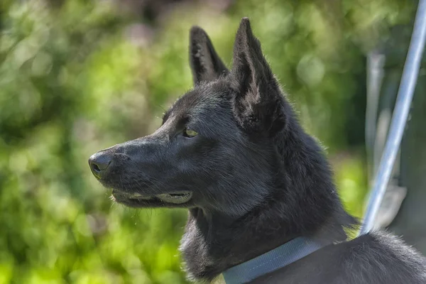 Mutlu Siyah Köpek Melez Dış Yapraklar Çim Zemin Üzerine Çoban — Stok fotoğraf