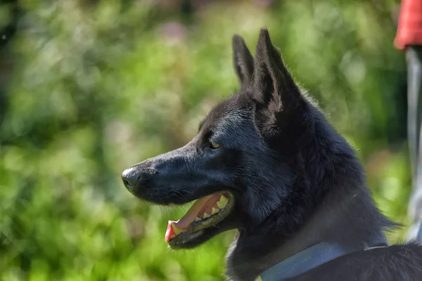 Щаслива Чорна Собака Наполовину Порода Хаскі Вівчарки Фоні Трави — стокове фото