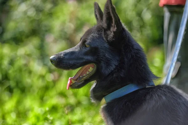 Mutlu Siyah Köpek Melez Dış Yapraklar Çim Zemin Üzerine Çoban — Stok fotoğraf