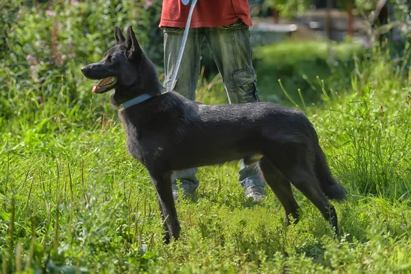 Boldog Fekete Kutya Félvér Husky Juhászkutya Háttér — Stock Fotó