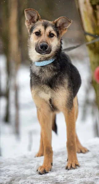 Kahverengi Gri Genç Köpek Köpek Kış Ile — Stok fotoğraf