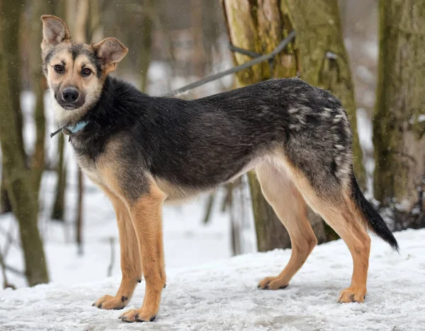 Marrone Con Cagnolino Grigio Inverno — Foto Stock