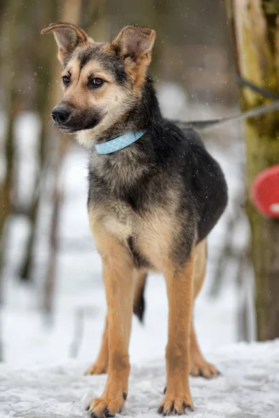 Braun Mit Grauem Jungen Hundehaufen Winter — Stockfoto
