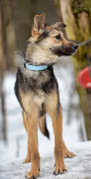 Marrone Con Cagnolino Grigio Inverno — Foto Stock