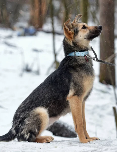 Kahverengi Gri Genç Köpek Köpek Kış Ile — Stok fotoğraf