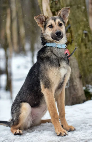 Braun Mit Grauem Jungen Hundehaufen Winter — Stockfoto