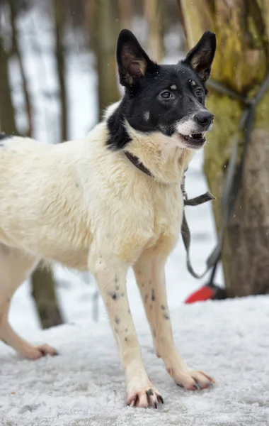 冬の黒の若い犬犬と白 — ストック写真