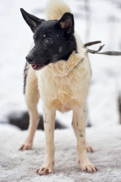 白色与黑幼犬在冬天 — 图库照片