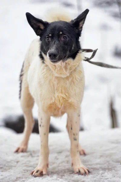 Wit Met Zwarte Jonge Hond Pooch Winter — Stockfoto