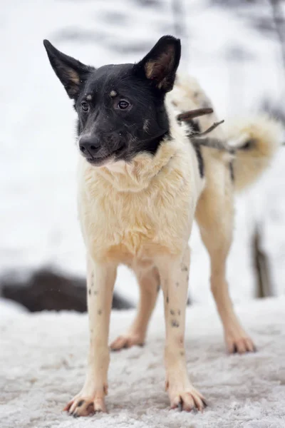 Bianco Con Cucciolo Cane Giovane Nero Inverno — Foto Stock