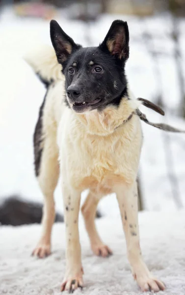 Vit Med Svart Ung Hund Pooch Vintertid — Stockfoto