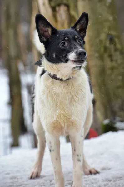 Beyaz Siyah Genç Köpek Köpek Kış Ile — Stok fotoğraf