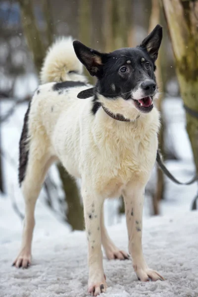 Weiß Mit Schwarzem Jungen Hundehaufen Winter — Stockfoto
