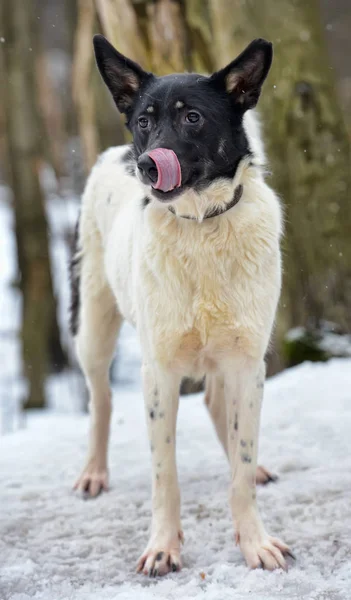 Beyaz Siyah Genç Köpek Köpek Kış Ile — Stok fotoğraf