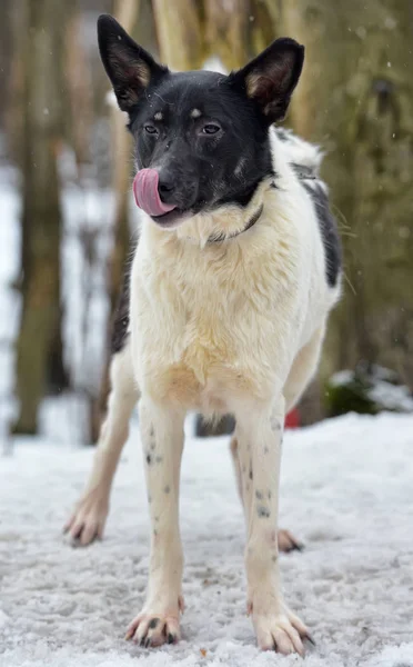 Beyaz Siyah Genç Köpek Köpek Kış Ile — Stok fotoğraf