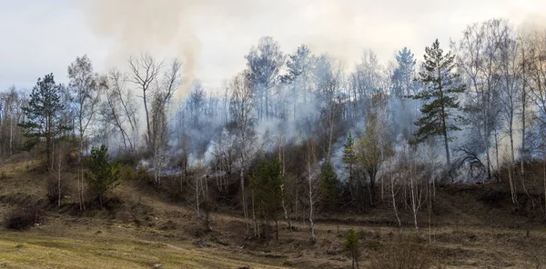 Лесной Пожар Горящий Лес Сибири — стоковое фото