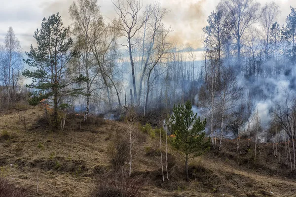 Лісовий Вогонь Спалювання Лісу Сибіру — стокове фото