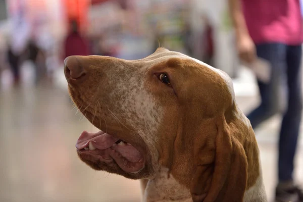 Tête Bracco Italien Chien Typiquement Italien Pointant — Photo