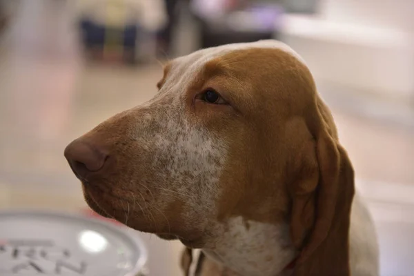 Testa Bracco Italiano Tipico Cane Italiano Che Punta — Foto Stock