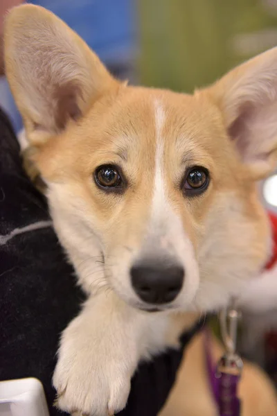 Mignon Corgi Sur Les Mains Regardant Cadre — Photo