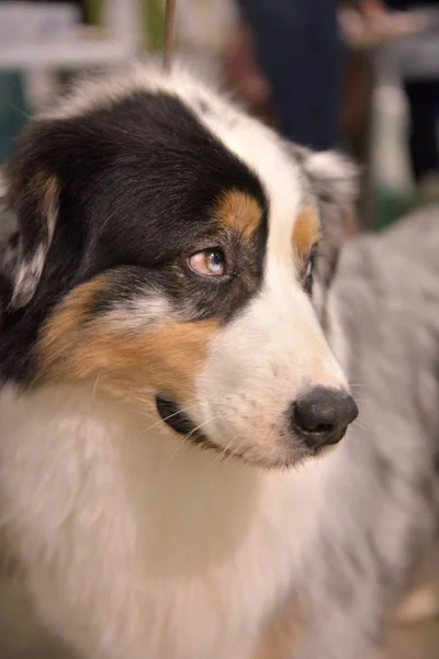 Close Australian Shepherd Anos — Fotografia de Stock