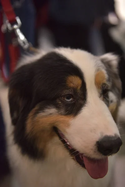 Närbild Australian Shepherd Gammal — Stockfoto