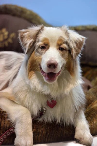 Primer Plano Australian Shepherd Años — Foto de Stock