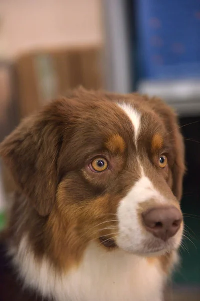 Porträtt Australian Shepherd Dog — Stockfoto