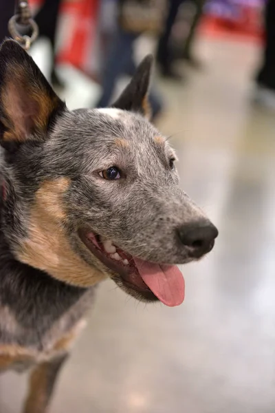 Chien Bétail Australien Debout — Photo