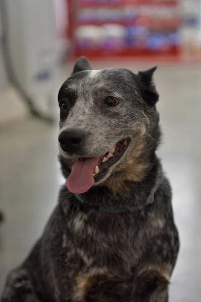 Australian Cattle Dog Pies Stojący — Zdjęcie stockowe