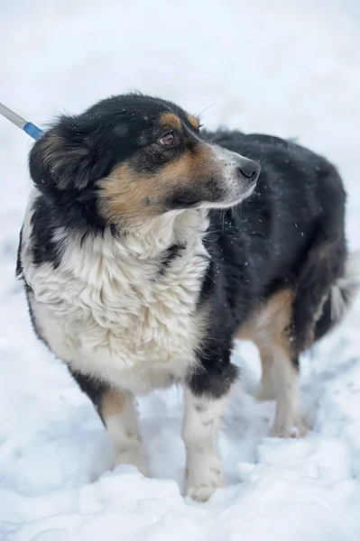 Cane Tricolore Triste Cagnolino Inverno Nel Rifugio — Foto Stock