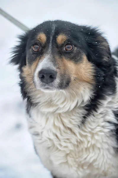 Tricolor Perro Triste Perro Invierno Refugio — Foto de Stock