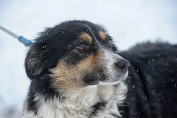 Kışın Renkli Üzücü Köpek Köpek Içinde Belgili Tanımlık Sığınak — Stok fotoğraf