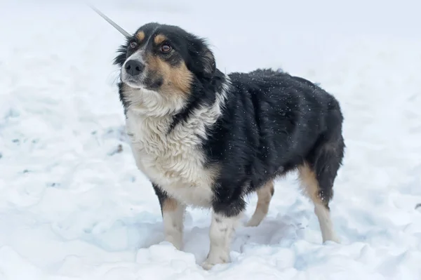 Kışın Renkli Üzücü Köpek Köpek Içinde Belgili Tanımlık Sığınak — Stok fotoğraf