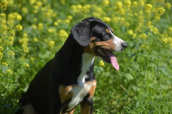 Fiatal Sennenhund Közeli Playfull Megjelenés — Stock Fotó